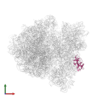 Small ribosomal subunit protein uS4 in PDB entry 6gwt, assembly 1, front view.