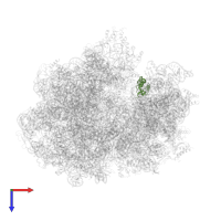 Small ribosomal subunit protein uS13 in PDB entry 6gwt, assembly 1, top view.