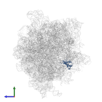 Large ribosomal subunit protein uL13 in PDB entry 6gxn, assembly 1, side view.