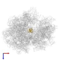 Large ribosomal subunit protein uL14 in PDB entry 6gxn, assembly 1, top view.