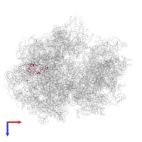 Large ribosomal subunit protein uL15 in PDB entry 6gxn, assembly 1, top view.