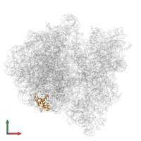 Large ribosomal subunit protein bL17 in PDB entry 6gxn, assembly 1, front view.