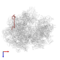 Large ribosomal subunit protein bL20 in PDB entry 6gxn, assembly 1, top view.