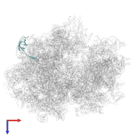 Large ribosomal subunit protein bL21 in PDB entry 6gxn, assembly 1, top view.