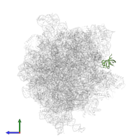 Large ribosomal subunit protein bL25 in PDB entry 6gxn, assembly 1, side view.