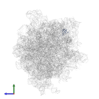 Large ribosomal subunit protein bL27 in PDB entry 6gxn, assembly 1, side view.