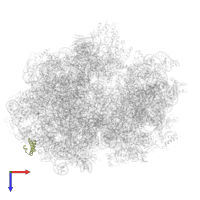 Large ribosomal subunit protein uL29 in PDB entry 6gxn, assembly 1, top view.
