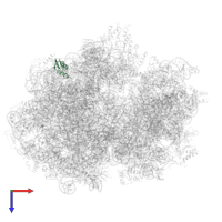 Large ribosomal subunit protein uL30 in PDB entry 6gxn, assembly 1, top view.