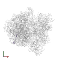 Large ribosomal subunit protein bL32 in PDB entry 6gxn, assembly 1, front view.