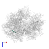 Large ribosomal subunit protein bL34 in PDB entry 6gxn, assembly 1, top view.