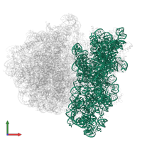 16S ribosomal RNA in PDB entry 6gxn, assembly 1, front view.