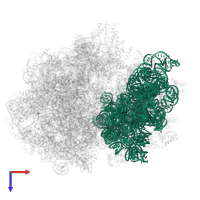 16S ribosomal RNA in PDB entry 6gxn, assembly 1, top view.