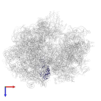 Large ribosomal subunit protein uL2 in PDB entry 6gxn, assembly 1, top view.