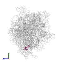 Small ribosomal subunit protein bS16 in PDB entry 6gxn, assembly 1, side view.