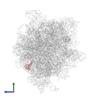 Small ribosomal subunit protein uS17 in PDB entry 6gxn, assembly 1, side view.