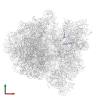 Small ribosomal subunit protein bS21 in PDB entry 6gxn, assembly 1, front view.