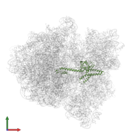 Peptide chain release factor RF1 in PDB entry 6gxn, assembly 1, front view.