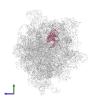 fMet-tRNA in PDB entry 6gxn, assembly 1, side view.