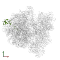 Large ribosomal subunit protein uL4 in PDB entry 6gxn, assembly 1, front view.