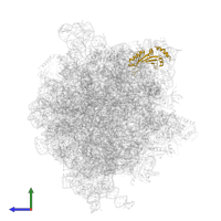 Large ribosomal subunit protein uL5 in PDB entry 6gxn, assembly 1, side view.