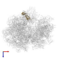 Large ribosomal subunit protein uL6 in PDB entry 6gxn, assembly 1, top view.