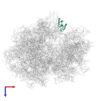 Large ribosomal subunit protein uL11 in PDB entry 6gxn, assembly 1, top view.