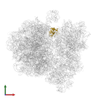 Large ribosomal subunit protein uL5 in PDB entry 6gxp, assembly 1, front view.