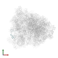 ribosomal protein eS17 in PDB entry 6gz4, assembly 1, front view.