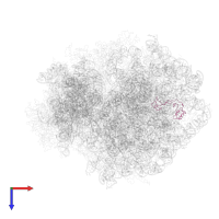 ribosomal protein eL32 in PDB entry 6gz4, assembly 1, top view.