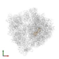 Large ribosomal subunit protein uL6 in PDB entry 6h4n, assembly 1, front view.