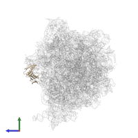 Large ribosomal subunit protein uL6 in PDB entry 6h4n, assembly 1, side view.