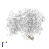 Large ribosomal subunit protein uL6 in PDB entry 6h4n, assembly 1, top view.
