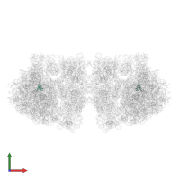 Large ribosomal subunit protein bL28 in PDB entry 6h58, assembly 1, front view.