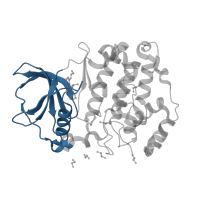 The deposited structure of PDB entry 6hmc contains 1 copy of CATH domain 3.30.200.20 (Phosphorylase Kinase; domain 1) in Casein kinase II subunit alpha'. Showing 1 copy in chain A.