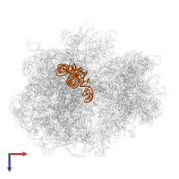 5S ribosomal RNA in PDB entry 6hrm, assembly 1, top view.