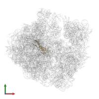 Large ribosomal subunit protein uL6 in PDB entry 6hrm, assembly 1, front view.