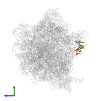 Large ribosomal subunit protein uL6 in PDB entry 6hrm, assembly 1, side view.