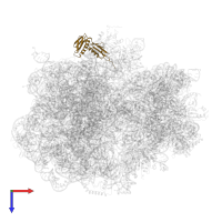 Large ribosomal subunit protein uL6 in PDB entry 6hrm, assembly 1, top view.