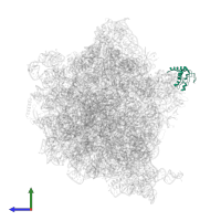 Large ribosomal subunit protein uL10 in PDB entry 6hrm, assembly 1, side view.