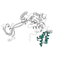 The deposited structure of PDB entry 6hts contains 3 copies of Pfam domain PF17856 (TIP49 AAA-lid domain) in RuvB-like 2. Showing 1 copy in chain D.