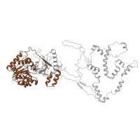 The deposited structure of PDB entry 6hts contains 1 copy of Pfam domain PF00176 (SNF2-related domain) in Chromatin-remodeling ATPase INO80. Showing 1 copy in chain G.