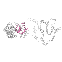 The deposited structure of PDB entry 6hts contains 1 copy of Pfam domain PF00271 (Helicase conserved C-terminal domain) in Chromatin-remodeling ATPase INO80. Showing 1 copy in chain G.