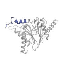 The deposited structure of PDB entry 6hvs contains 2 copies of Pfam domain PF10584 (Proteasome subunit A N-terminal signature) in Proteasome subunit alpha type-4. Showing 1 copy in chain Q.