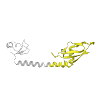 The deposited structure of PDB entry 6i7v contains 2 copies of Pfam domain PF03948 (Ribosomal protein L9, C-terminal domain) in Large ribosomal subunit protein bL9. Showing 1 copy in chain ZA [auth CH].