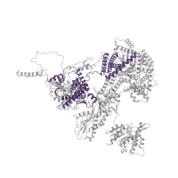 The deposited structure of PDB entry 6id1 contains 1 copy of Pfam domain PF08083 (PROCN (NUC071) domain) in Pre-mRNA-processing-splicing factor 8. Showing 1 copy in chain A.