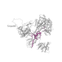 The deposited structure of PDB entry 6id1 contains 1 copy of Pfam domain PF10596 (U6-snRNA interacting domain of PrP8) in Pre-mRNA-processing-splicing factor 8. Showing 1 copy in chain A.