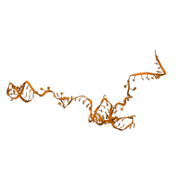 The deposited structure of PDB entry 6id1 contains 1 copy of Rfam domain RF00026 (U6 spliceosomal RNA) in U6snRNA. Showing 1 copy in chain E [auth F].