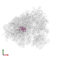 Large ribosomal subunit protein eL15 in PDB entry 6ip5, assembly 1, front view.