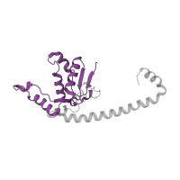 The deposited structure of PDB entry 6ip8 contains 1 copy of Pfam domain PF00572 (Ribosomal protein L13) in Large ribosomal subunit protein uL13. Showing 1 copy in chain Q [auth 2I].