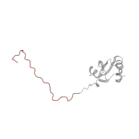The deposited structure of PDB entry 6ip8 contains 1 copy of Pfam domain PF03939 (Ribosomal protein L23, N-terminal domain) in Large ribosomal subunit protein uL23. Showing 1 copy in chain Z [auth 2R].